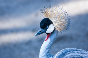 Crane Bird Crane Bird