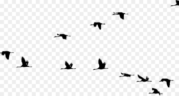 Crane, Bird, Flight, Bird Migration PNG Crane, Bird, Flight, Bird Migration PNG