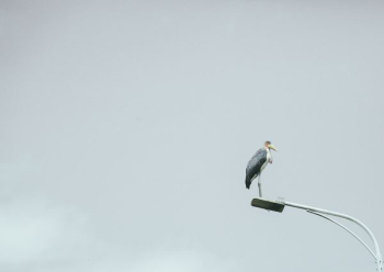 crane bird on utility post crane bird on utility post