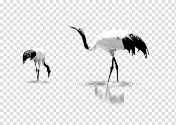 Crane, white crane transparent background PNG clipart