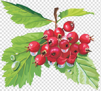 Crataegus sanguinea Auglis Berry Fruit, sea buckthorn transparent background PNG clipart