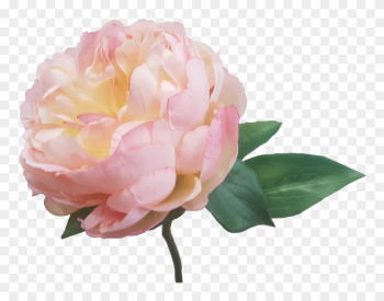 Cream Pink Peony Artificial Flowers S5841crmpnk - Wedding Cream Pink Peony Artificial Flowers S5841crmpnk - Wedding