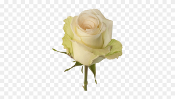 Cream - Rose Flower Cream Cream - Rose Flower Cream