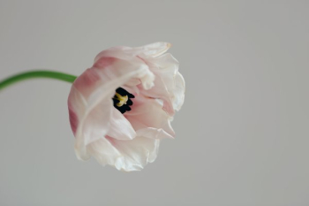 Cream Tulip Close Up Cream Tulip Close Up