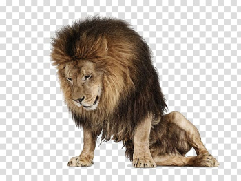 Creature Lion grapher Animal, Rasta Lion transparent background PNG clipart Creature Lion grapher Animal, Rasta Lion transparent background PNG clipart