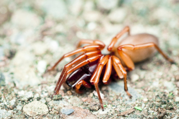 Creepy Spider Free Photo Creepy Spider Free Photo