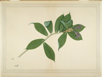 Crepe Ginger Plant (ca. 1780) | Free Photo - rawpixel Crepe Ginger Plant (ca. 1780) | Free Photo - rawpixel