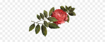 Crimson Rose - Pink Tea Rose Crimson Rose - Pink Tea Rose