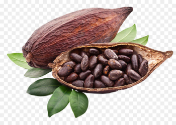 Criollo Cocoa bean Cocoa solids Trinitario Chocolate - Baking cocoa 
