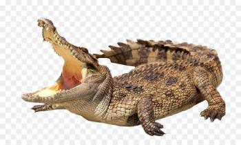 Crocodile Alligator Stock photography stock.xchng Royalty-free - Wild crocodile 