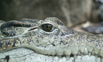 Crocodile Face Close Up Crocodile Face Close Up