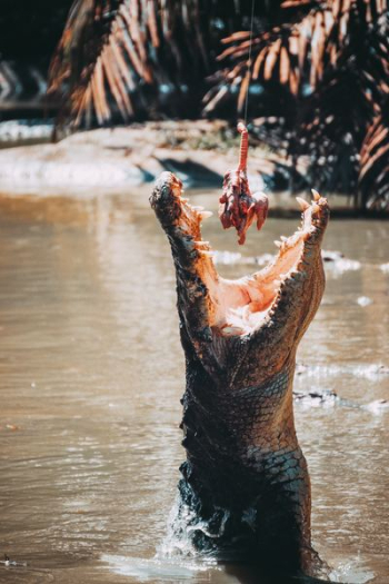 crocodile feeding crocodile feeding