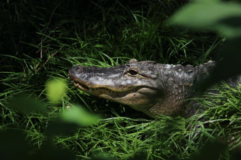 crocodile lying on grass crocodile lying on grass