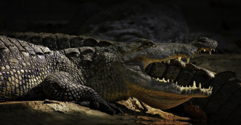 Crocodile On Focus Photography Crocodile On Focus Photography