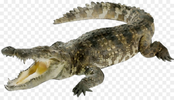 Crocodile Reptile Animal Giant African Snail Alligators - Crocodile Reptile Animal Giant African Snail Alligators -