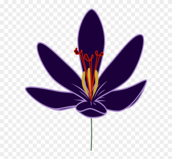 Crocus Blossom Png Images - Saffron Flower Clipart Png Crocus Blossom Png Images - Saffron Flower Clipart Png
