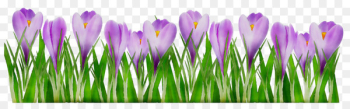 Crocus Desktop Wallpaper Purple Computer Grasses - Crocus Desktop Wallpaper Purple Computer Grasses -