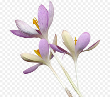 Crocus Flower Purple - Purple crocus 