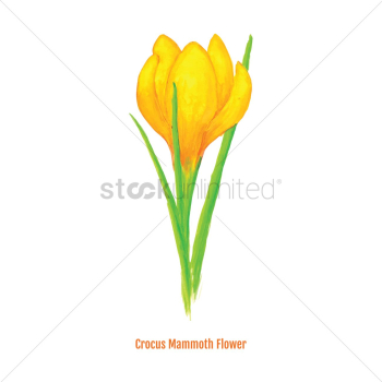 Crocus mammoth flower Crocus mammoth flower