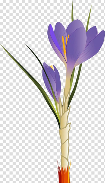 Crocus vernus Open Autumn Crocus , spring transparent background PNG clipart