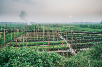 Cropland Cropland