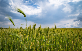 Cropland Cropland