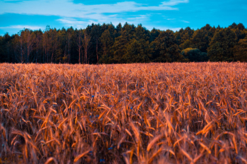 Cropland Cropland