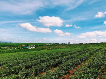 Cropland Cropland