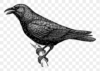Crow bird png sticker illustration, | Free PNG - rawpixel Crow bird png sticker illustration, | Free PNG - rawpixel