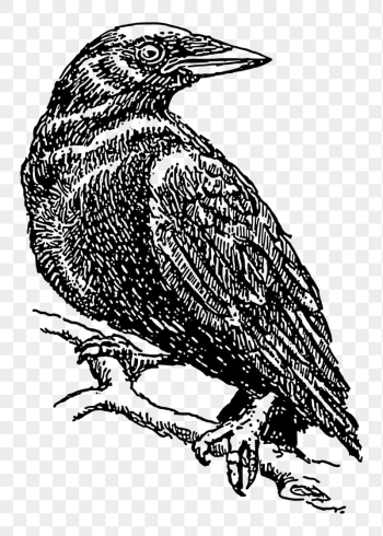 Crow bird png sticker illustration, | Free PNG - rawpixel Crow bird png sticker illustration, | Free PNG - rawpixel