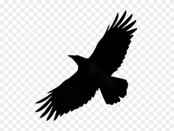 Crow Free Png Transparent Background Images Free Download - Bird Silhouette Flying Png