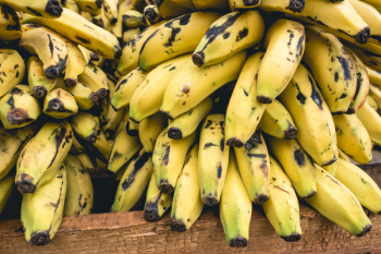 Cuban bananas close up Cuban bananas close up