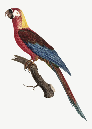 Cuban macaw parrot bird, vintage | Free PSD Illustration - rawpixel Cuban macaw parrot bird, vintage | Free PSD Illustration - rawpixel