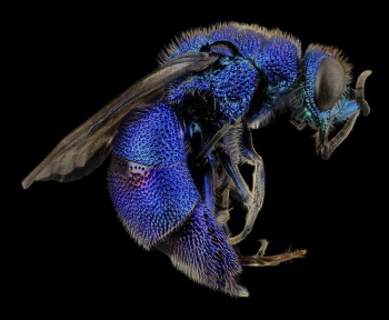 Cuckoo wasp, bright blue insect. | Free Photo - rawpixel Cuckoo wasp, bright blue insect. | Free Photo - rawpixel