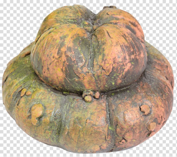 Cucurbita Winter squash Gourd Pumpkin Calabaza, pumpkin transparent background PNG clipart