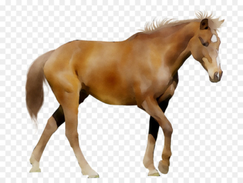 Cumbrian Tails Pet Services Dog Horse Vocabulary Pet sitting -  