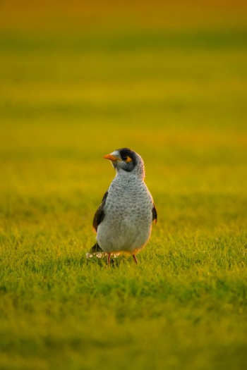 Curious Australian Magpie in Green Grass
