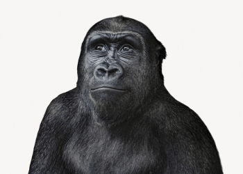 Curious gorilla collage element, animal | Free PSD - rawpixel