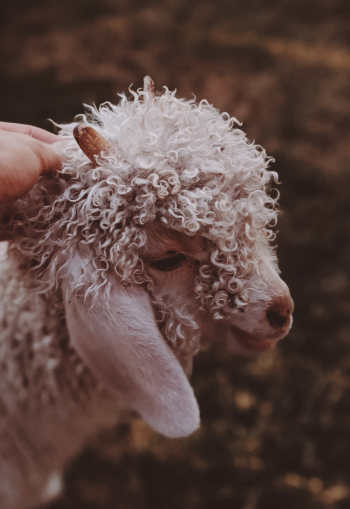 Curly-haired White Lamb Curly-haired White Lamb