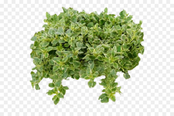 Curly Kale, Chou, Food, Leaf, Plant PNG Curly Kale, Chou, Food, Leaf, Plant PNG