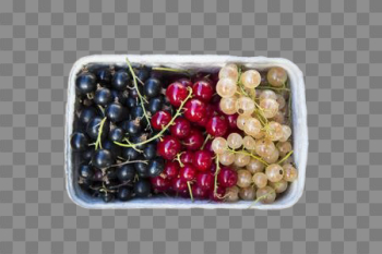 Currant PNG High-Quality Image Currant PNG High-Quality Image