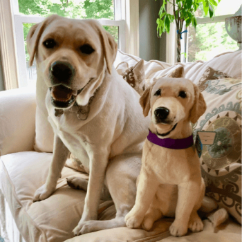 Custom Labrador Retriever Stuffed Animals | Petsies (Official Site)