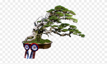 Custom Tag Cloud - Bonsai Custom Tag Cloud - Bonsai
