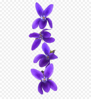 Customer Violet Stock photography - Violet flower Customer Violet Stock photography - Violet flower