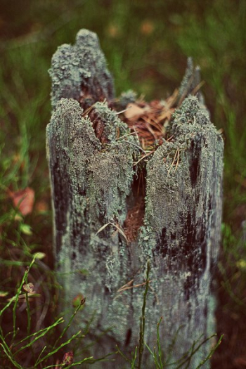 Cut-down Tree Cut-down Tree