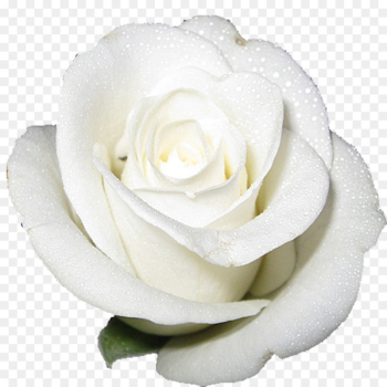 Cut-flower roses White - white rose 