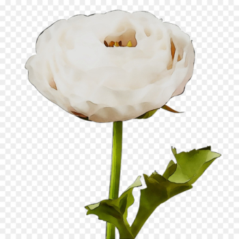 Cut flowers - Cut flowers -