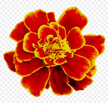 Cut flowers - Cut flowers -