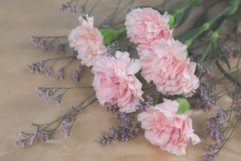 Cut flowers Cut flowers