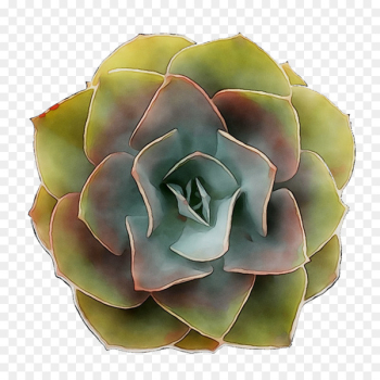 Cut flowers - Cut flowers -